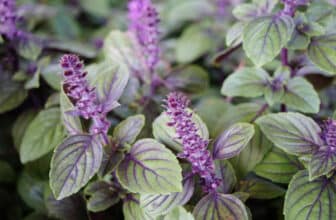 Afrikanischer Basilikum