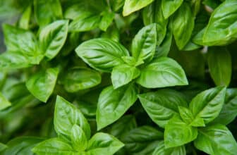 Basilikum