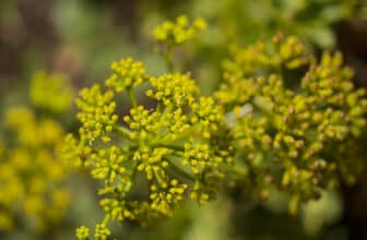 Fenchelblüte