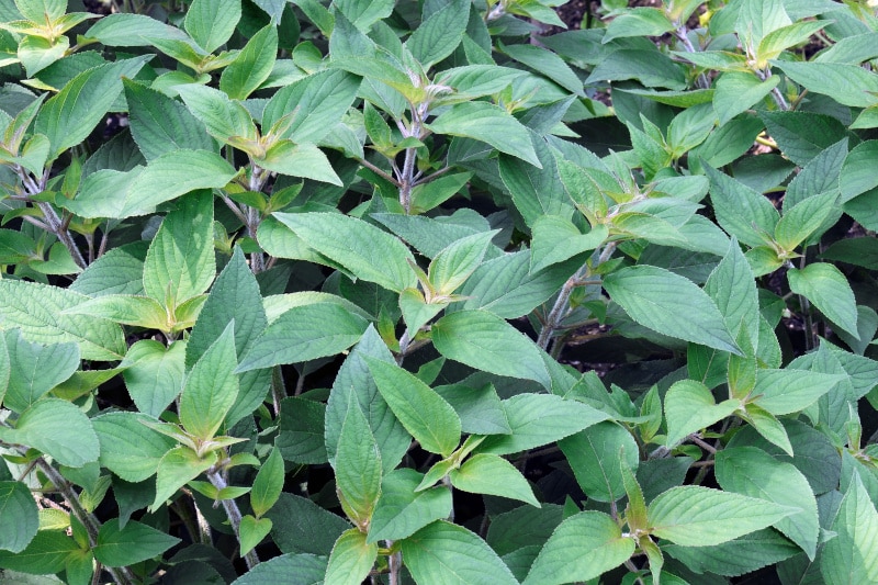 Ananas-Salbei: Ein aromatisches Wunder ⋆ BBQ-Vibes.de