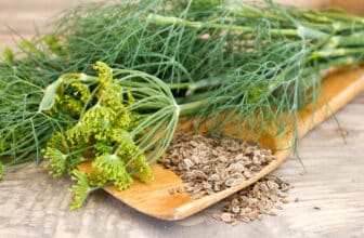 Dill und Dillsamen