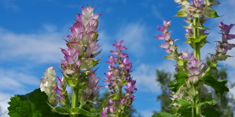 Clary-Salbei: Heilpflanze mit besonderen Eigenschaften