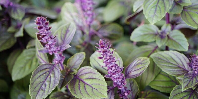 Afrikanisches Basilikum: Verwendung und gesundheitliche Vorteile