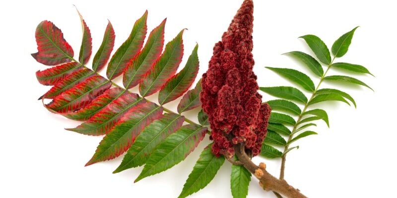 Essigbaum-Sumach: Ein Gewürz, das in keiner Küche fehlen sollte