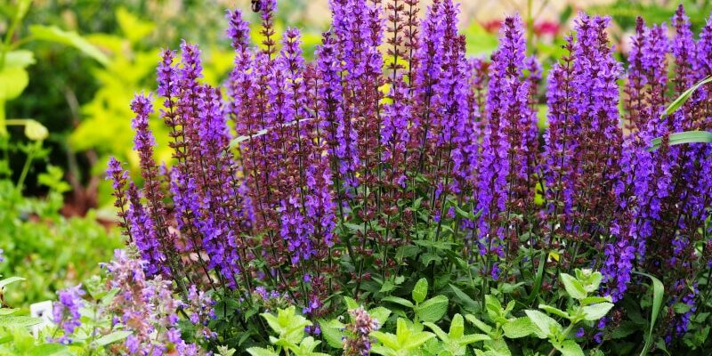 Clary-Salbei: Mehr als nur ein Gewürz, ein Heilkraut