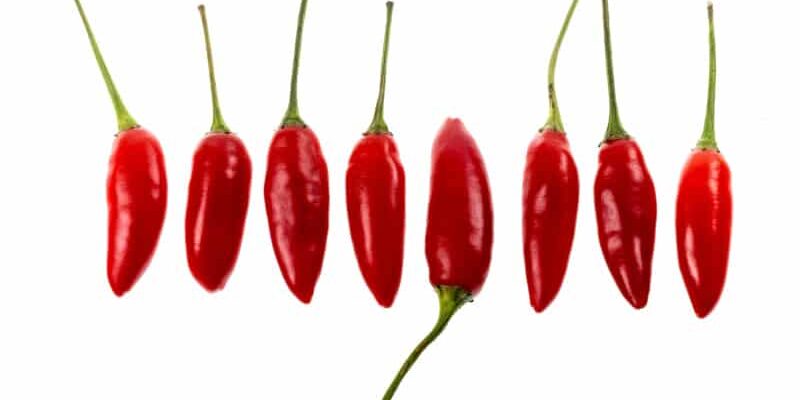 Bird’s Eye Chili: Klein aber kraftvoll in Geschmack und Hitze