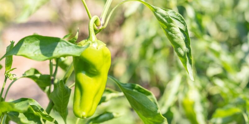 Der Zauber von Cubanelle Pepper: Süße trifft auf Hitze