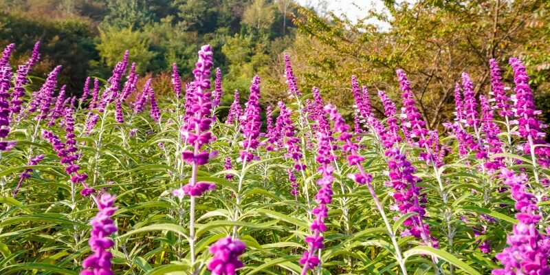 Blauer Salbei: Mehr als nur ein Küchenkraut