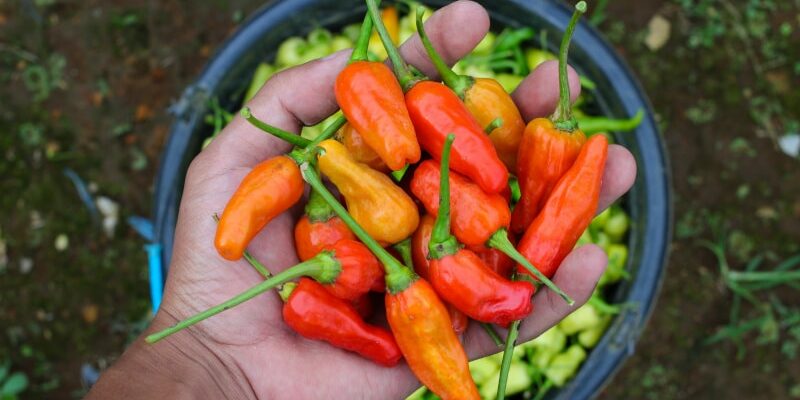 Datil Pepper: Ein scharfer Schatz aus St. Augustine