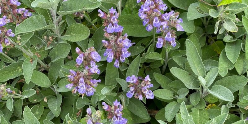 Bergsalbei: Heilkräfte und Anwendungen