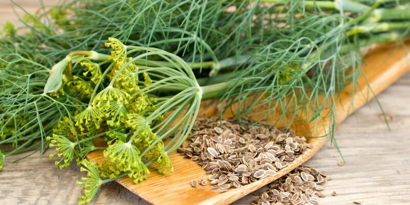 Dalmatinischer Dill: Mediterrane Aromen in deiner Küche