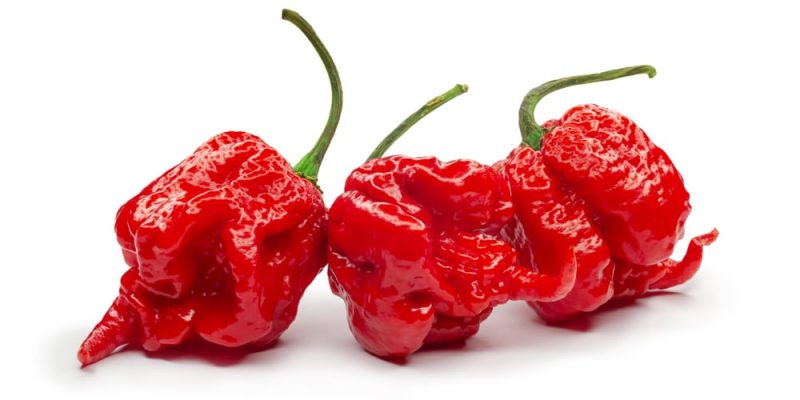 Chilisorte „Carolina Reaper“ – die schärfste Chili der Welt