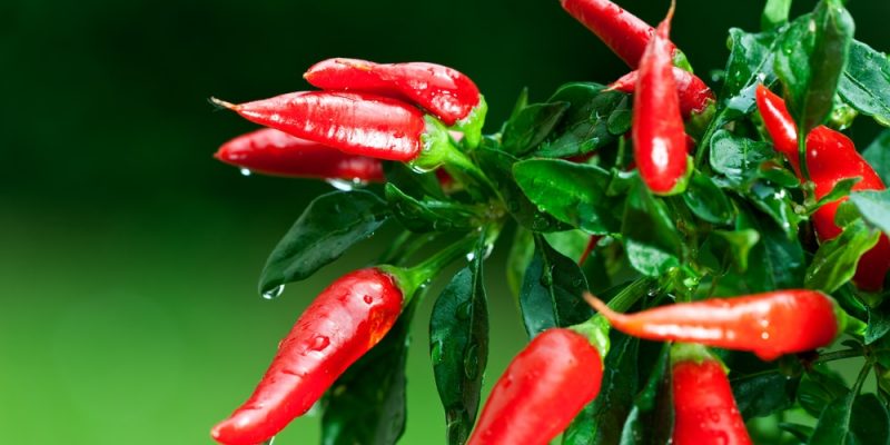 Chili ist eine Kulturform der Capsicum annuum